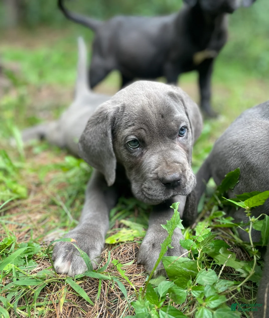 Cane Corso dogs for sale:  Love - Ad 2