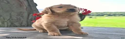 Golden Retriever dogs for sale: Tucker - Ad 3