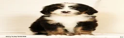 Bernedoodle dogs for sale: Dolly - Ad 8