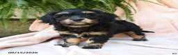 Cavachon dogs for sale: Sweet William - Ad 5