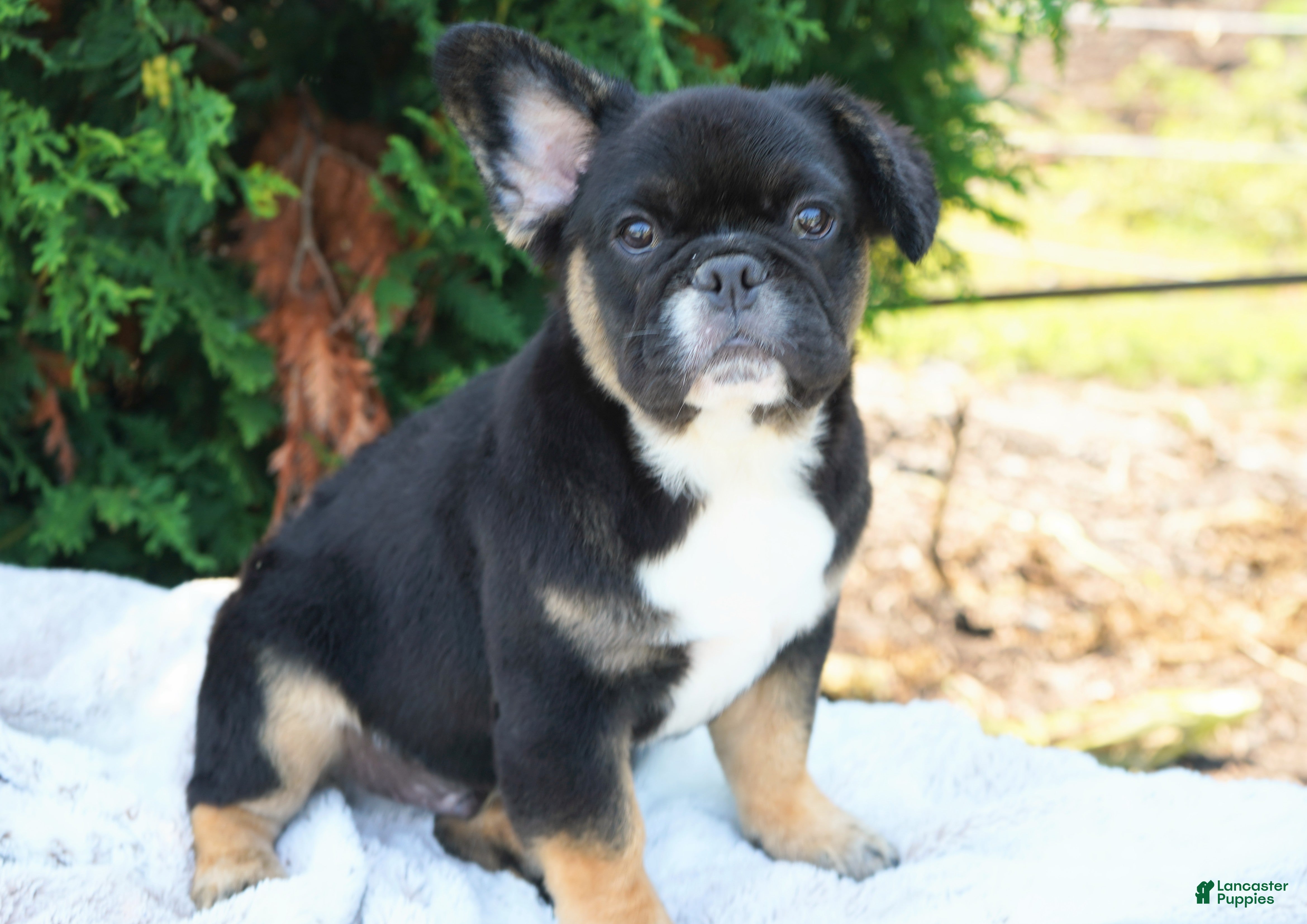 French Bulldog dogs Panda - Ad 2