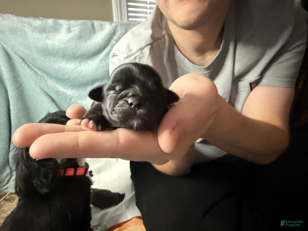 Shih Tzu dogs for sale: Raven - Ad 7