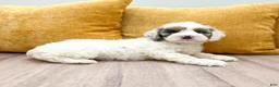Cockapoo dogs for sale: Boston - Ad 3