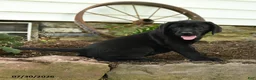 Labrador Retriever dogs for sale: Ford - Ad 5