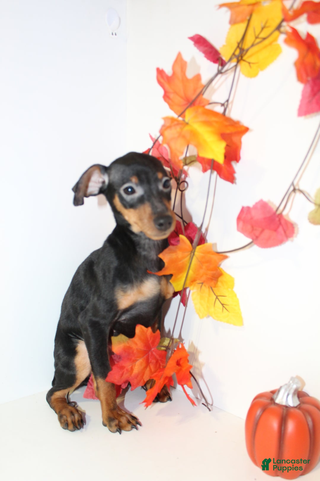 Miniature Pinscher dogs for sale: Rocky - Ad 6