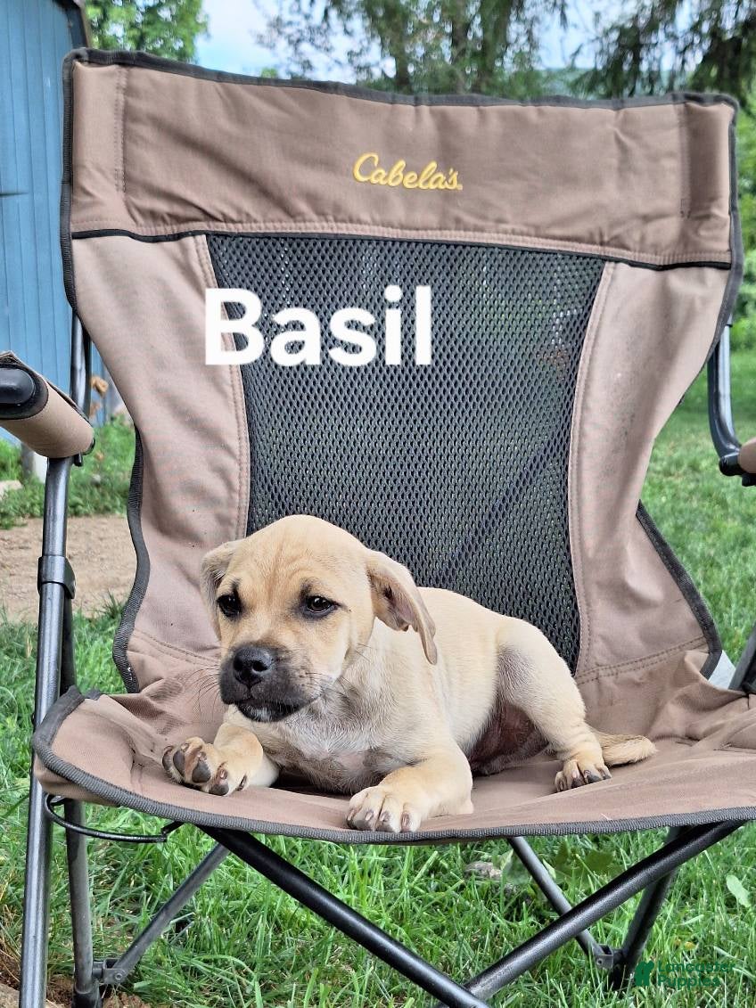 Jug dogs Basil - Ad 1