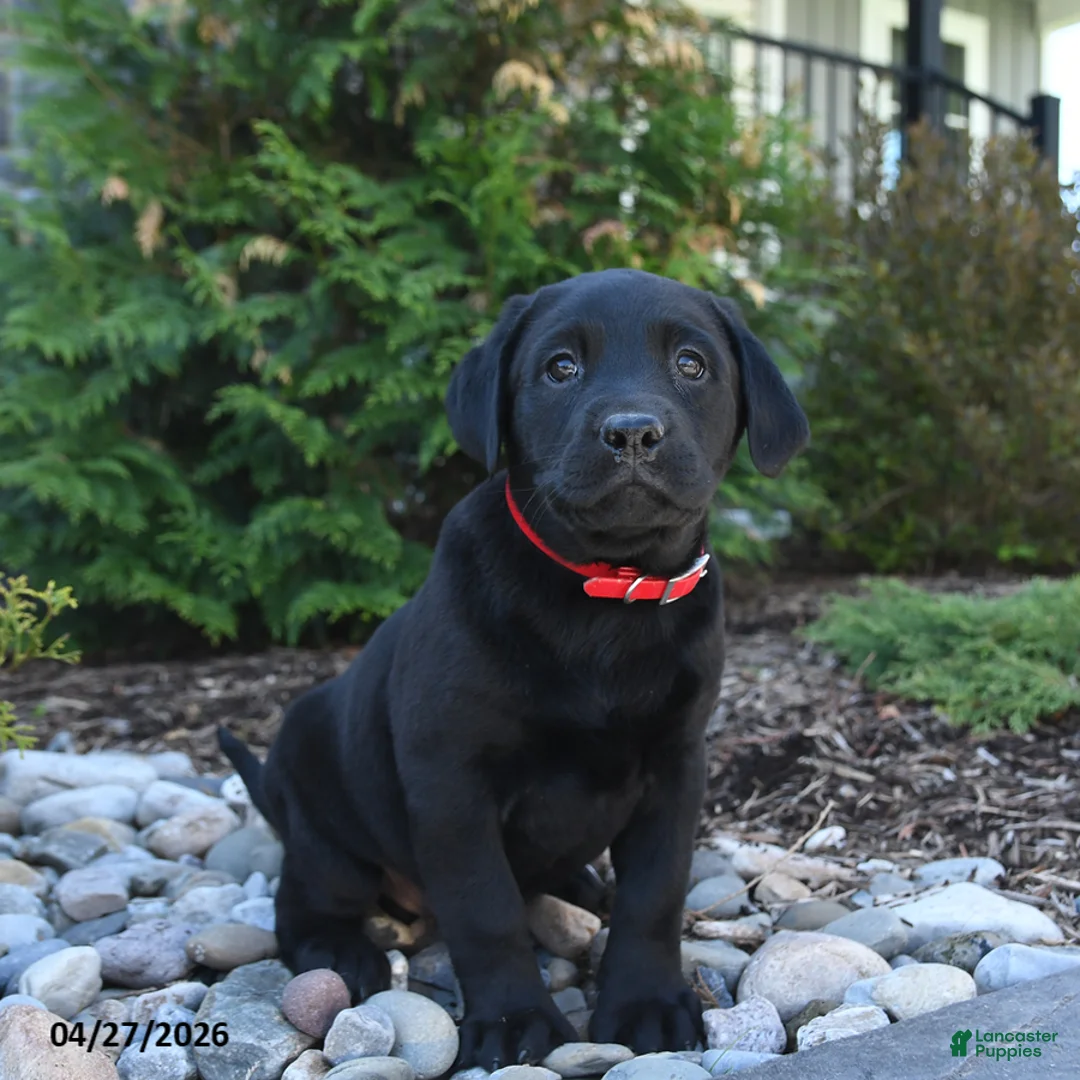 Labrador Retriever dogs for sale: Bailey - Ad 3