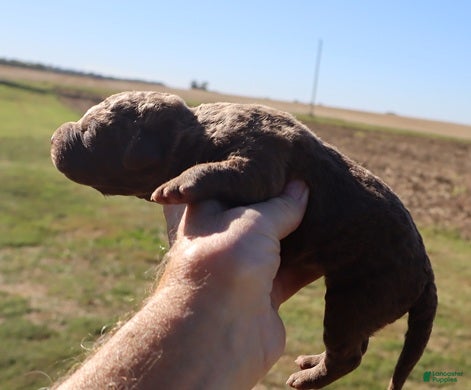 Chesapeake Bay Retriever dogs for sale: Chesapeake Bay Retriever 2 - Ad 2