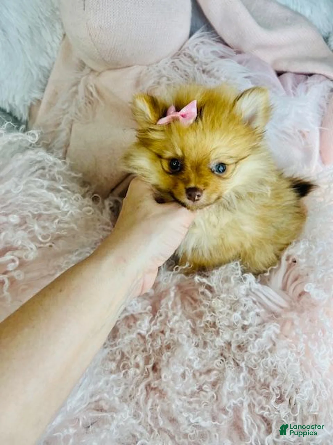 Pomeranian dogs for sale: Pomeranian Puppy 1 - Ad 2