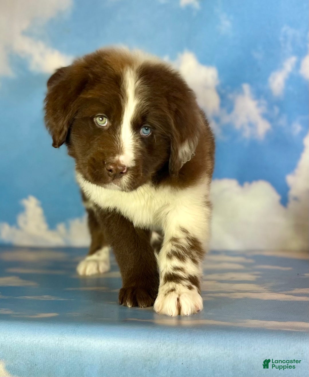 Mixed Breed dogs for sale: Einstein - Ad 6