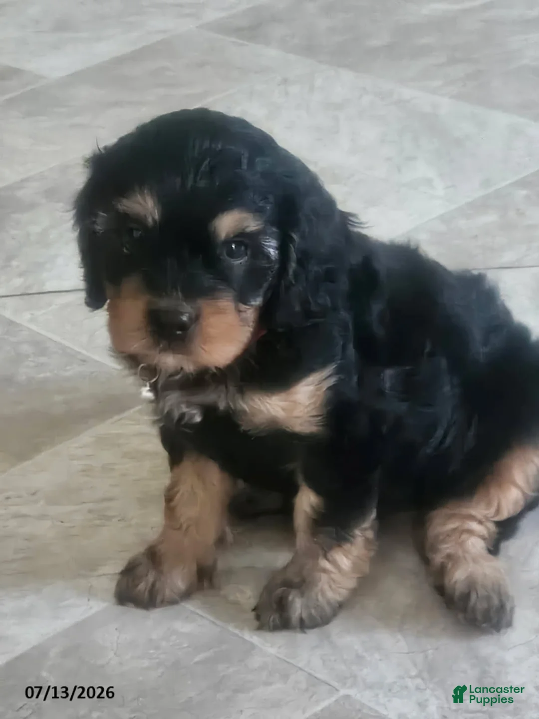 Cavapoo dogs for sale: Ginger - Ad 3