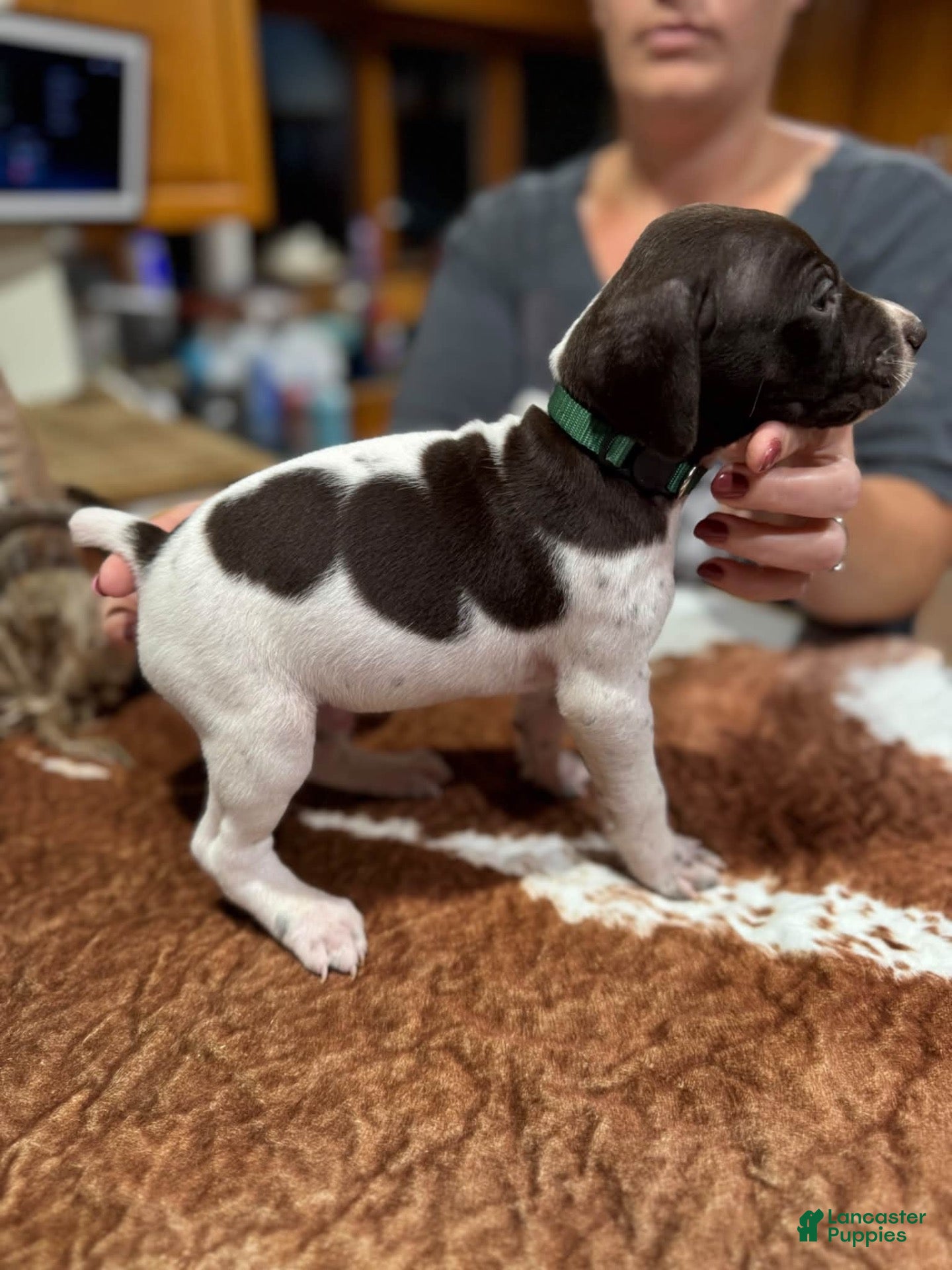 German Shorthaired Pointer dogs for sale: German Shorthaired Pointer 1 - Ad 6