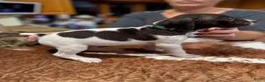 German Shorthaired Pointer 1