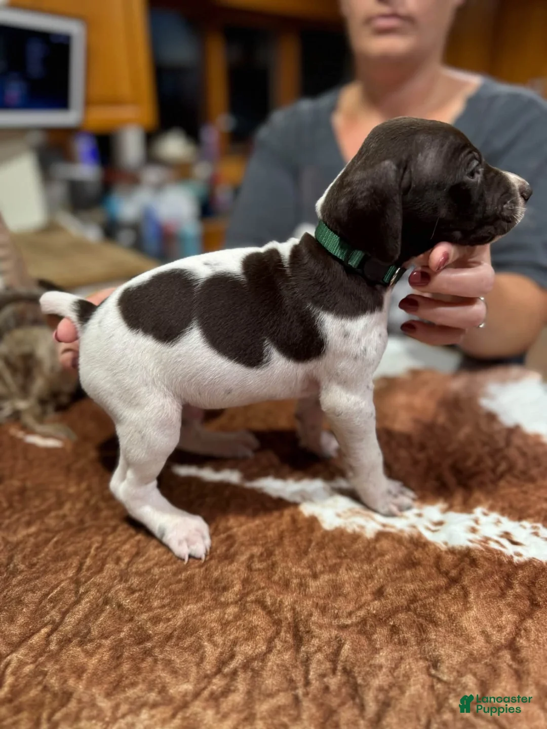 German Shorthaired Pointer dogs for sale: German Shorthaired Pointer 1 - Ad 1