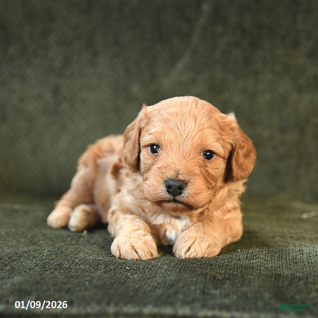 Cavapoo dogs for sale: Maxwell - Ad 2