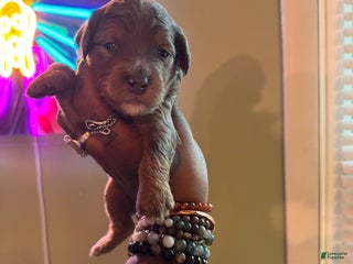 Mini Bernedoodle dogs - Ad 6