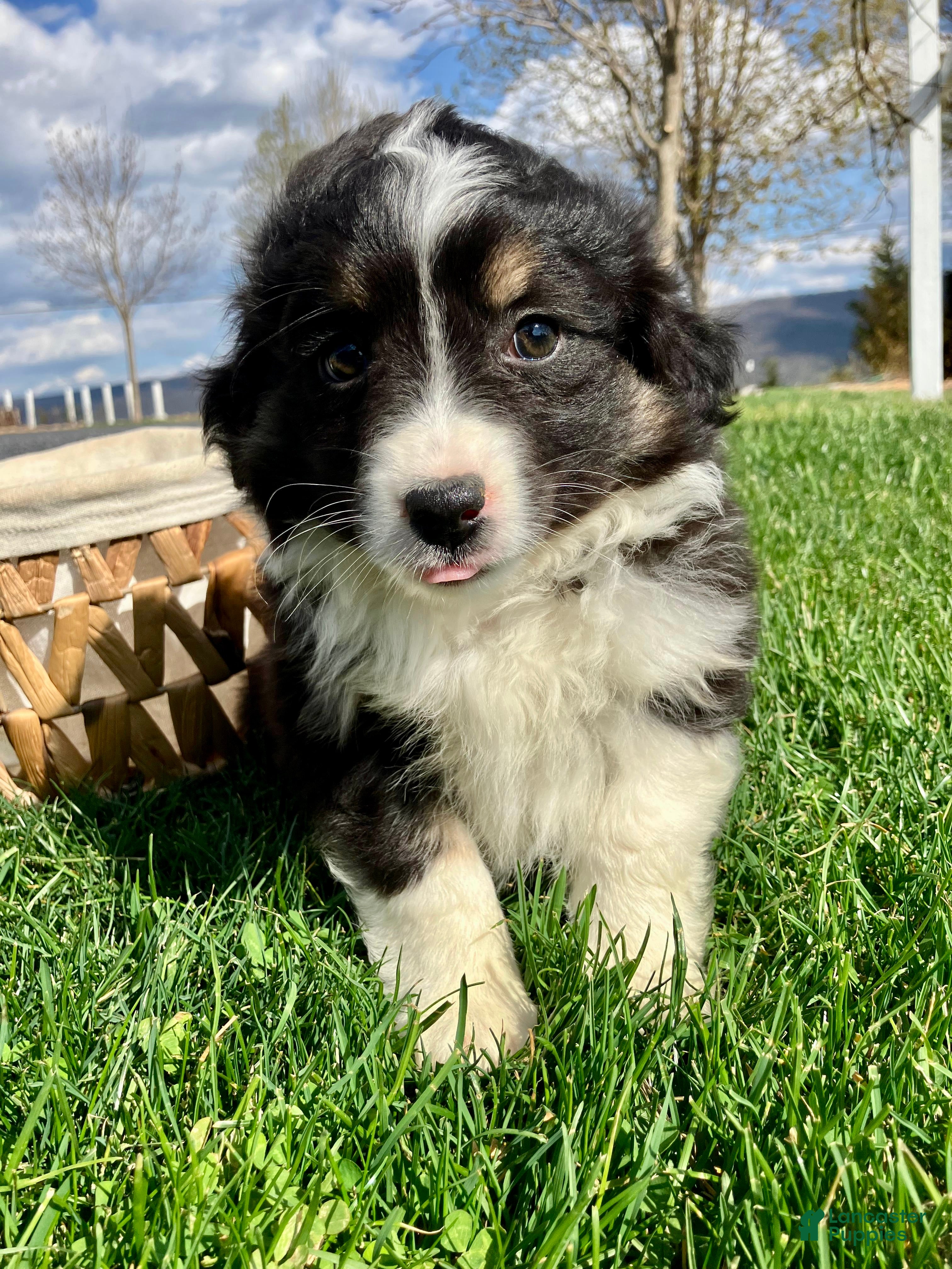 Miniature Australian Shepherd dogs Luna - Ad 2