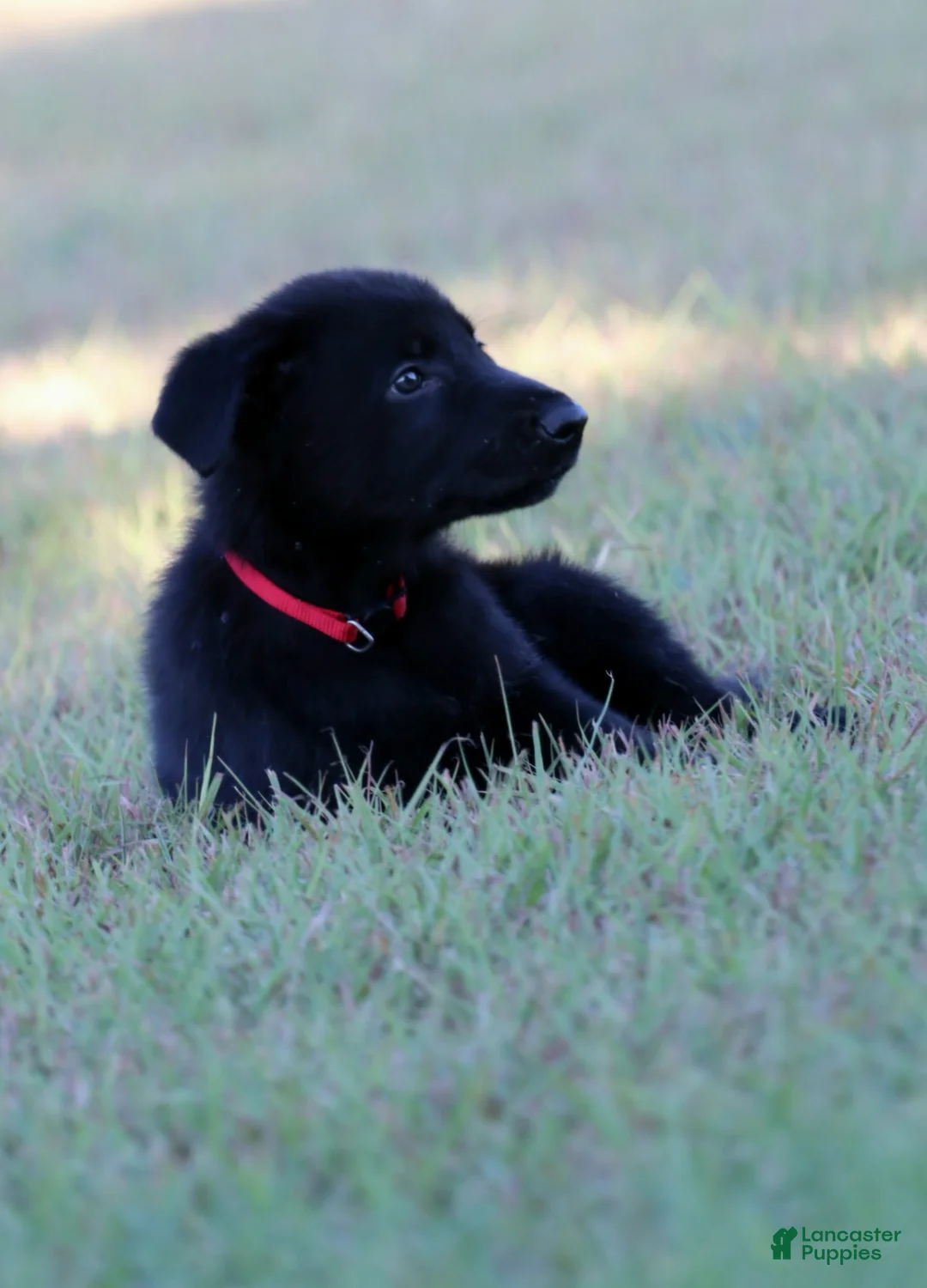 German Shepherd dogs for sale: Red Collar - Ad 1
