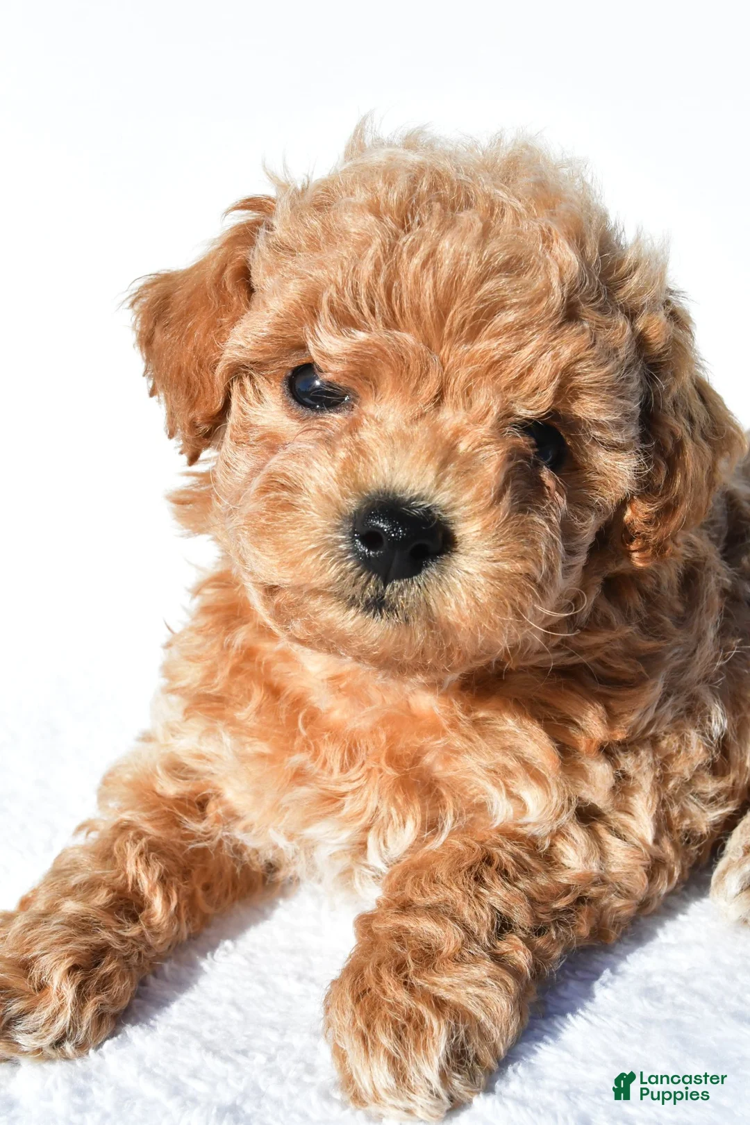 Toy Poodle dogs for sale: asher - Ad 1