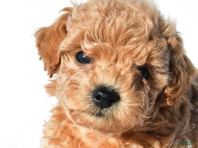 Toy Poodle dogs for sale: asher - Ad 2