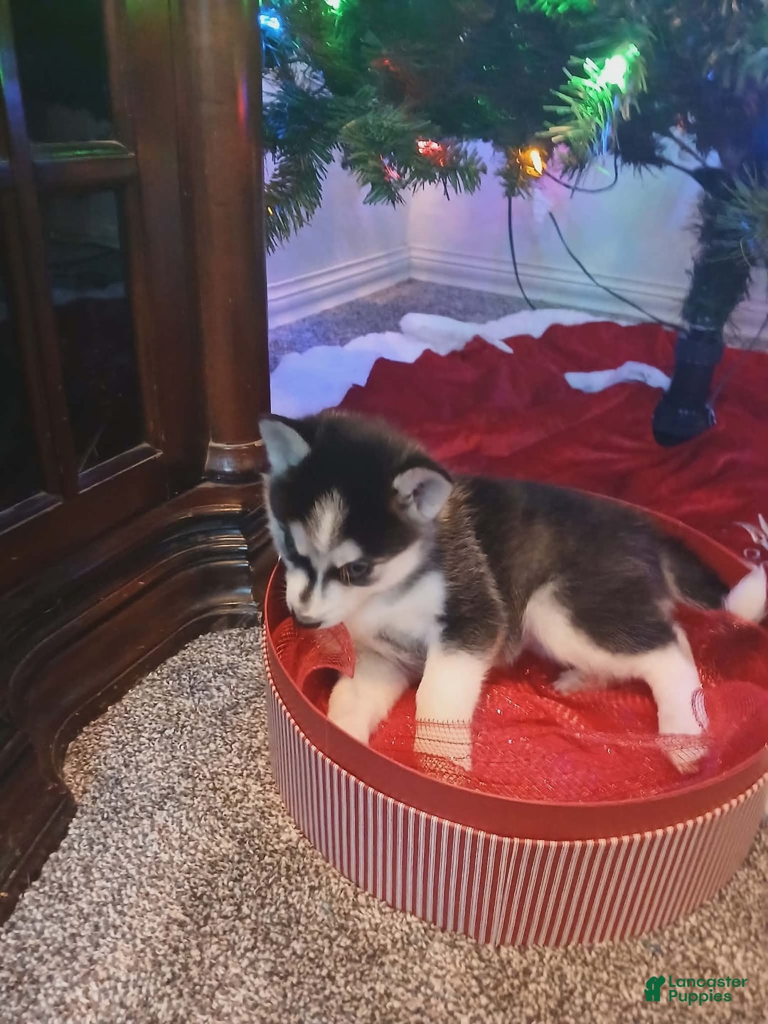 Pomsky dogs for sale: Pomsky Puppy 7 - Ad 2