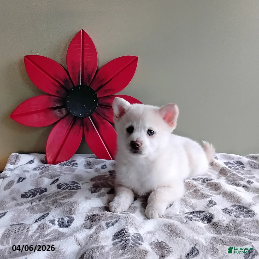 Mixed Breed dogs for sale: Rex - Ad 3