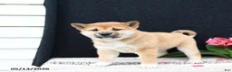 Shiba Inu dogs for sale: Jumper - Ad 2