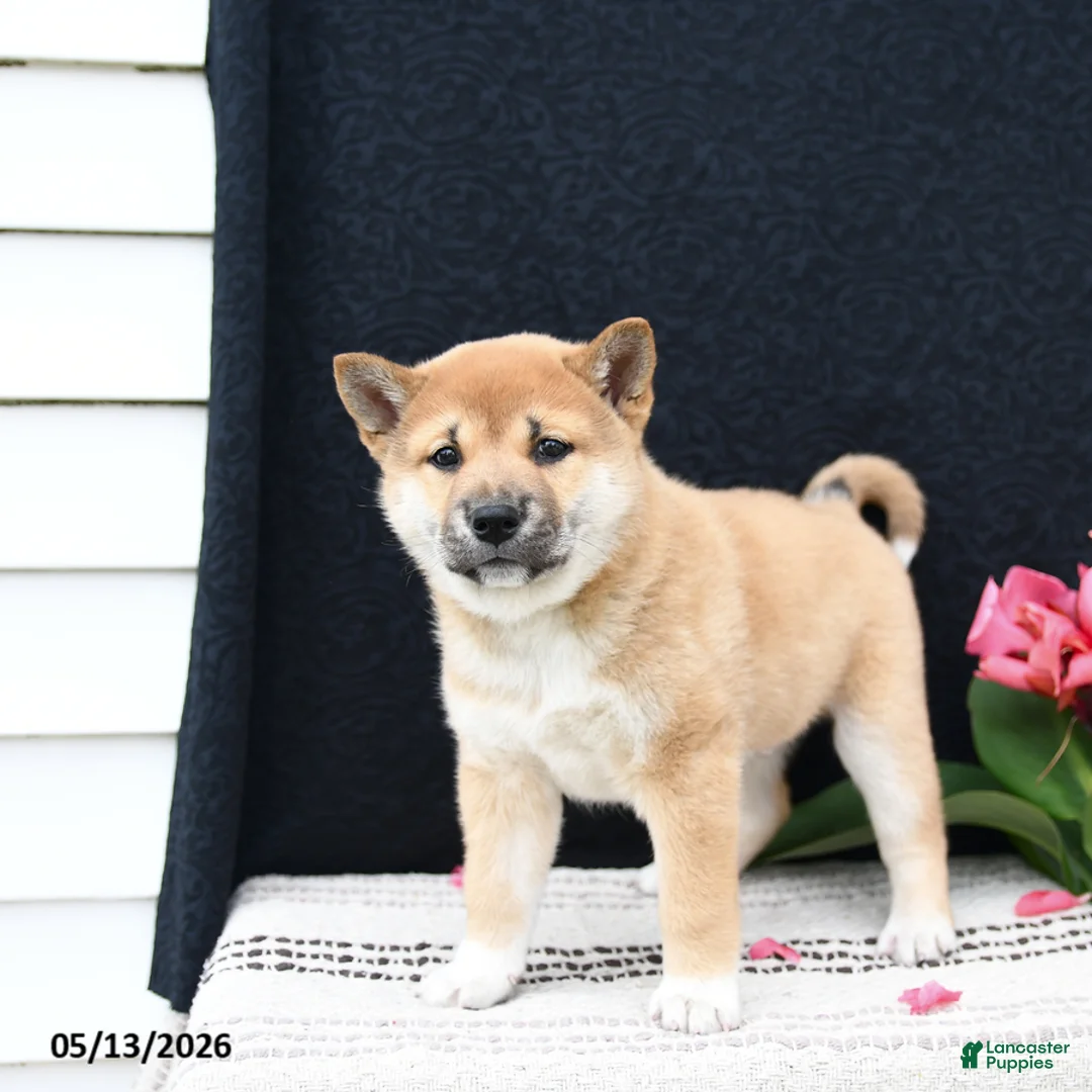 Shiba Inu dogs for sale: Jumper - Ad 2