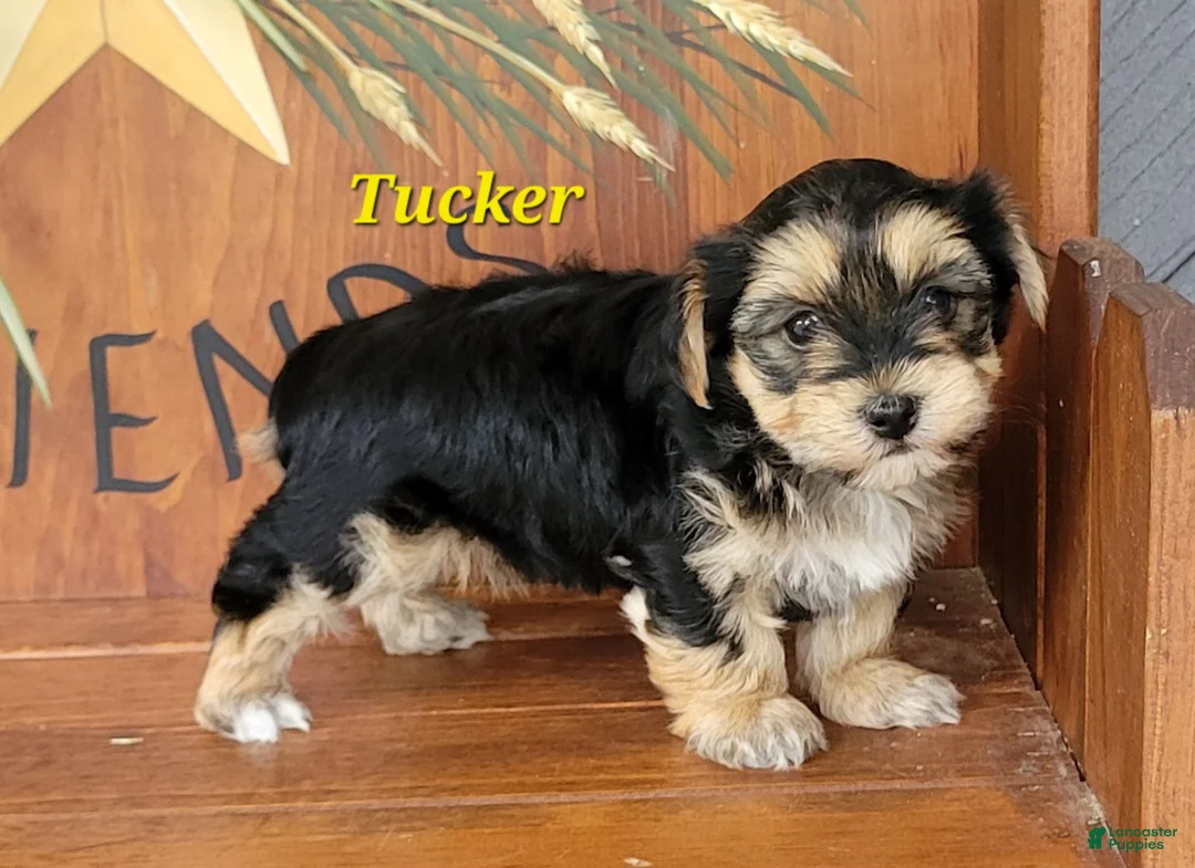Morkie dogs for sale: Tucker - Ad 2