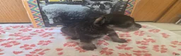 Miniature Schnauzer dogs for sale: Marigold - Ad 2