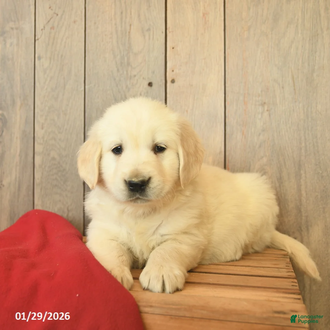 Golden Retriever dogs for sale: Gandalf  - Ad 3