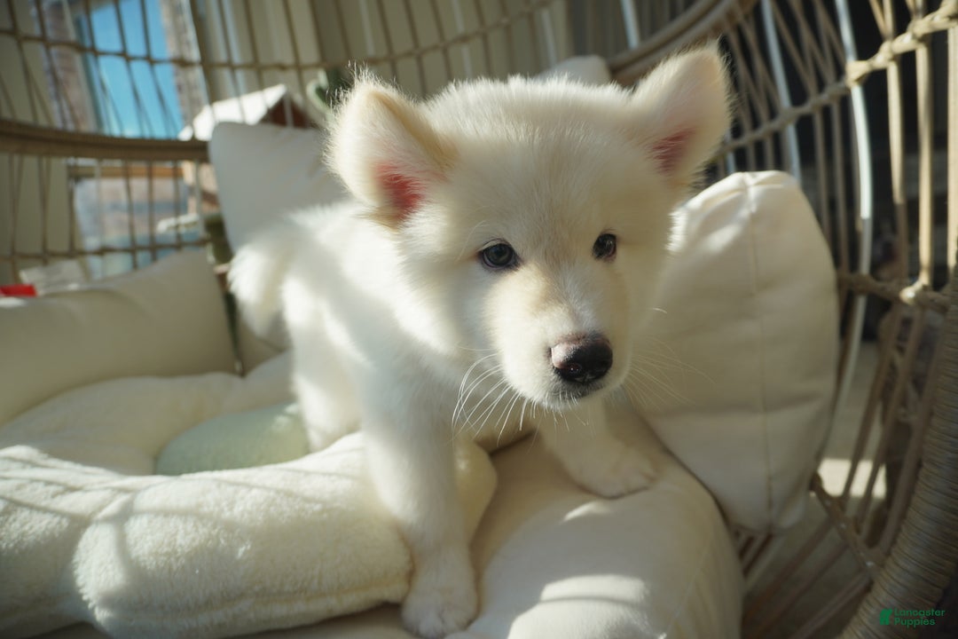 Alaskan Malamute dogs for sale: Xiao Lan - Ad 8