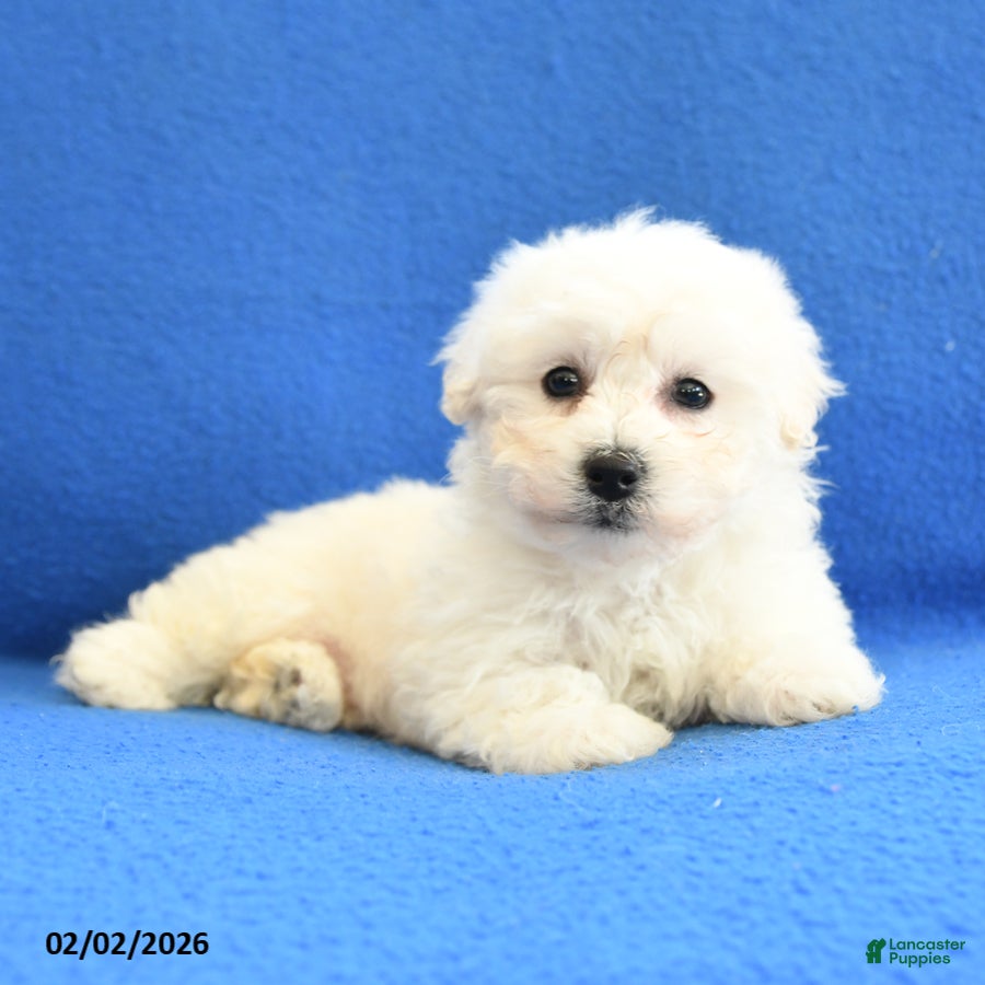 Bichon Frise dogs Faith - Ad 28