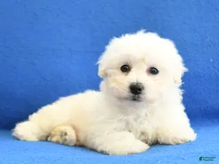 Bichon Frise dogs Faith - Ad 28