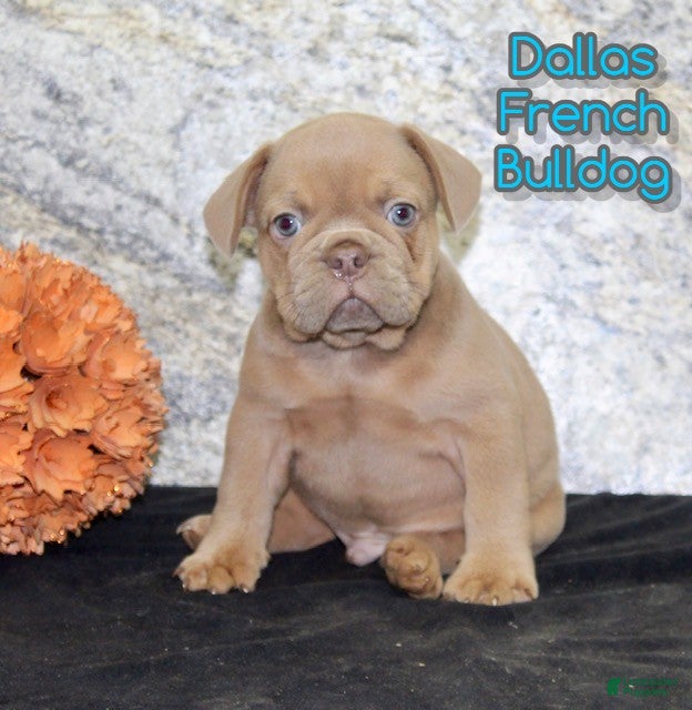 French Bulldog dogs Dallas - Ad 22