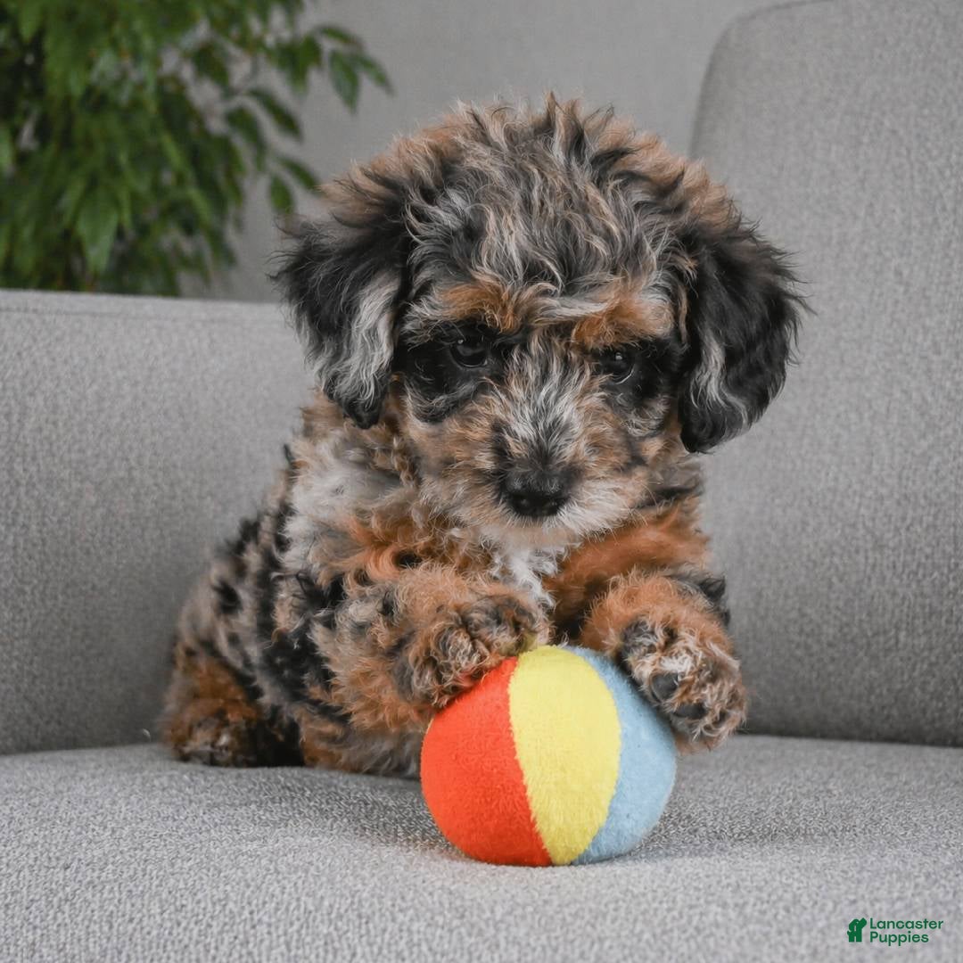 Miniature Poodle dogs mark - Ad 2