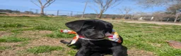 Labrador Retriever dogs for sale: Labrador Retriever Puppy 1 - Ad 6