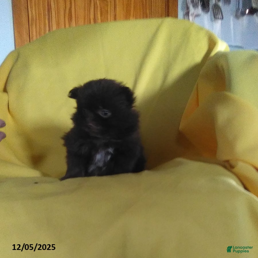 Pomeranian dogs Tiny - Ad 15