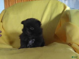 Pomeranian dogs Tiny - Ad 42