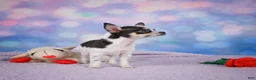 Chihuahua dogs for sale: DAHLIA - Ad 9