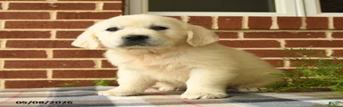 Penelope