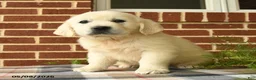 Golden Retriever dogs for sale: Penelope - Ad 1