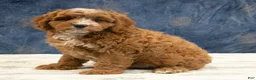 Cavapoo dogs for sale: Benson - Ad 2