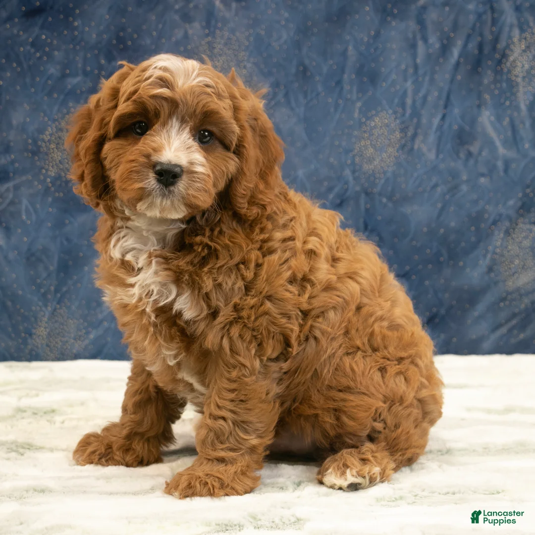 Cavapoo dogs for sale: Benson - Ad 2