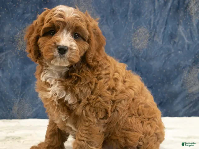 Cavapoo dogs for sale: Benson - Ad 2