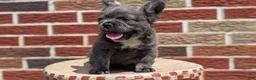 French Bulldog dogs for sale: Elle - Ad 14