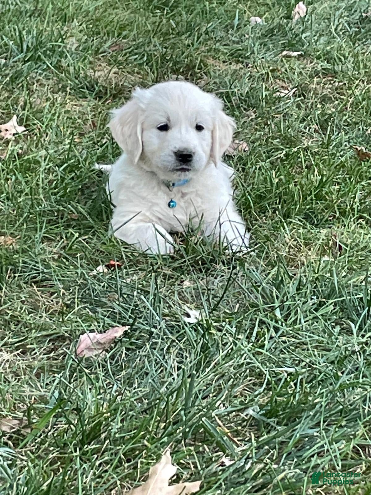 Golden Retriever dogs Buddy - Ad 2