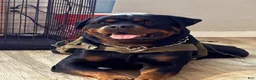 Rottweiler dogs for sale: Rottweiler 2 - Ad 3