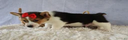 Welsh Corgi Pembroke dogs for sale: Ziggy 🩵 - Ad 9