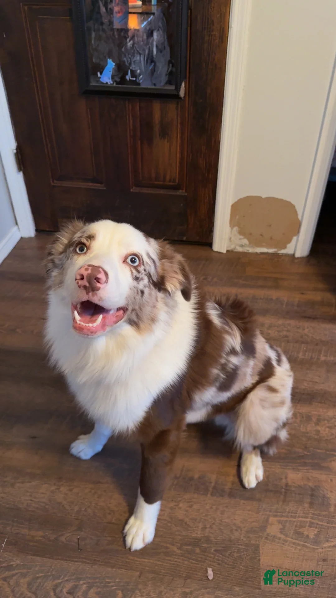 Australian Shepherd dogs for stud: Goose  - Ad 2